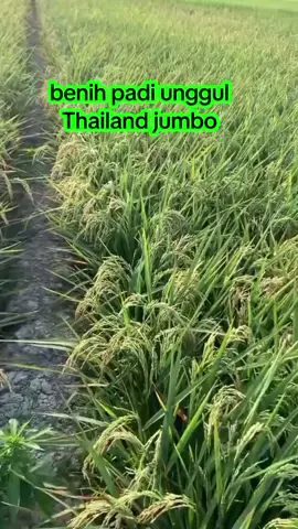 benih padi unggul Thailand jumbo, buruan cekout sebelum kehabisan #benihpadiunggul #benihpadi #tailanjumbo #petaniindonesia🇮🇩🇮🇩🇮🇩🌿🌿 