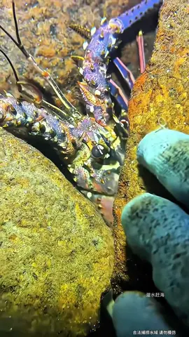 Omg,such a big lobster!#fishing #gotosea #seaside #seafood #fyp 
