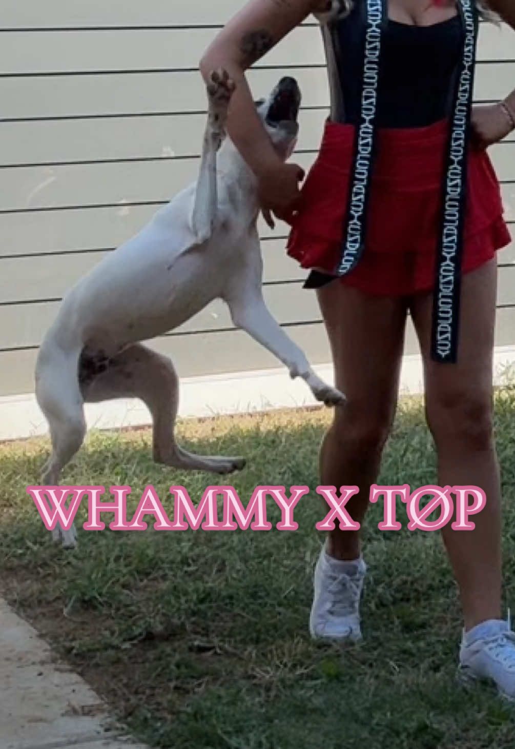 pls go look at the thumbnail of this video im sobbing😭 crazy little man man #fyp #puppy #tøp #twentyonepilots #breach #clancyworldtour 