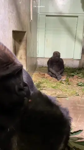 Rata² begitulah marahnya betina #Capcut  #hiburan  #storytime  #fypage  #fyppppppppppppppppppppppp 