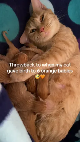Literally the sweetest mama ever! 😽💓🥰 #kittens #orangekittens #catmama #foryoupage #throwback