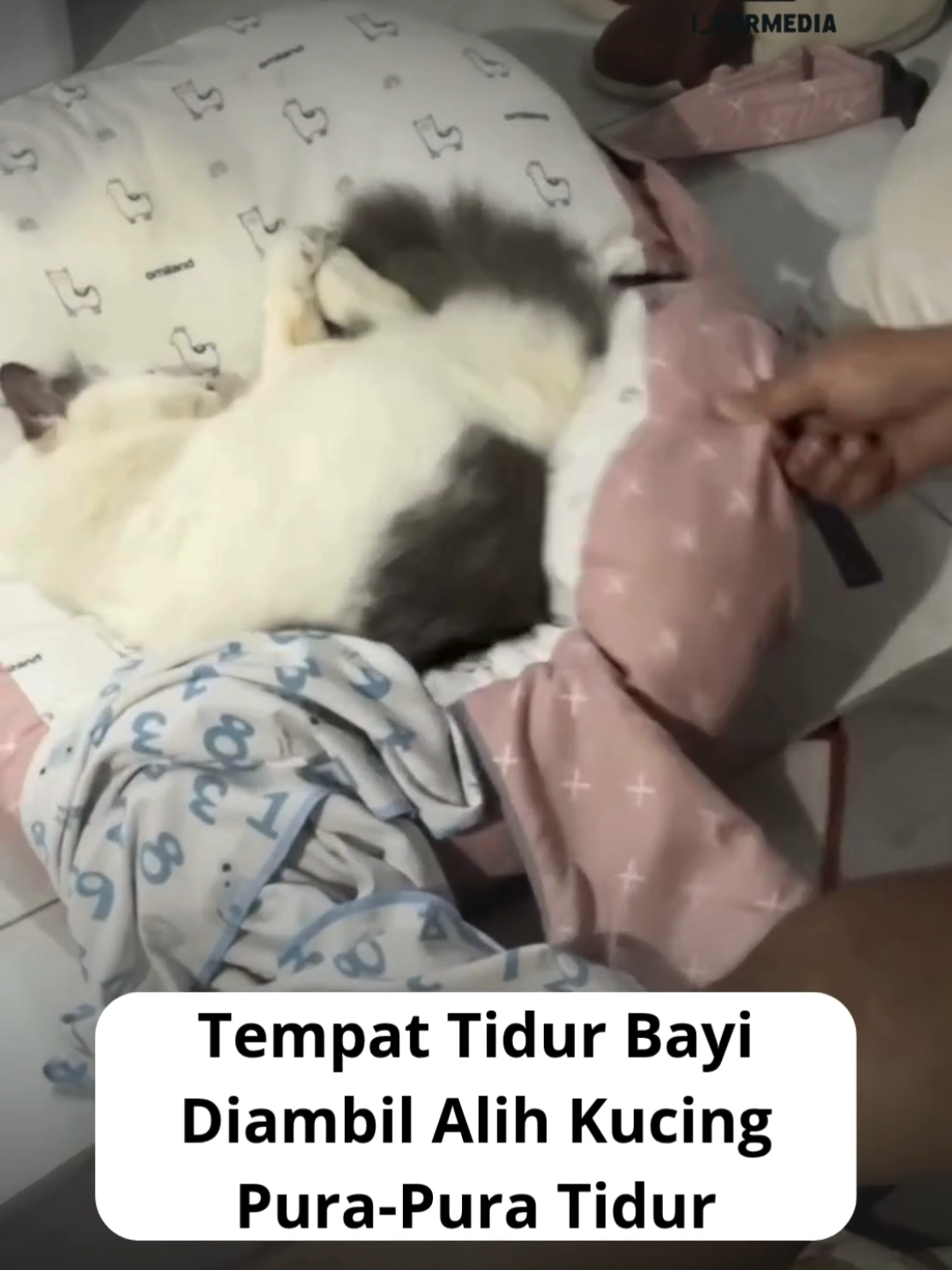 Mau menidurkan bayi, malah kucing yang rebahan duluan di tempat tidur. Saat disuruh gantian, dia pura-pura tidur seolah tak dengar apa pun. Benar-benar kucing paling santai sejagat.  #KucingLucu #KucingNgantuk #VideoLucu #ViralHewan #KucingIndonesia 