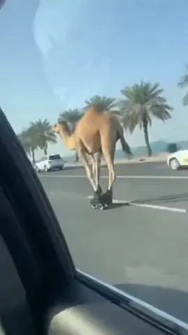 #saudiarabia🇸🇦 
