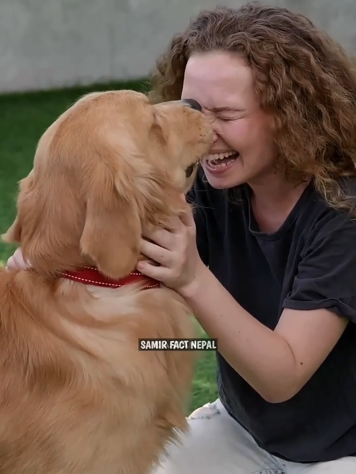The Dog Licks 