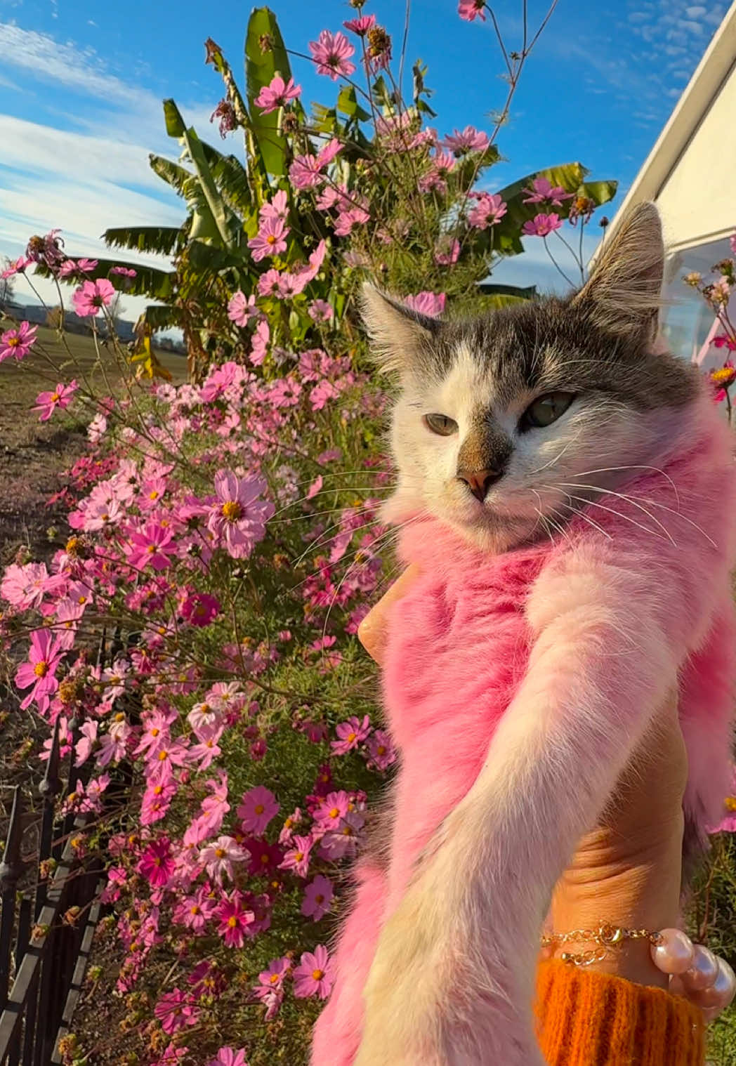 Her name is Was Hissy Sissy And this is her favorite  Place to be.  Flowers👯 =Hissy 👯