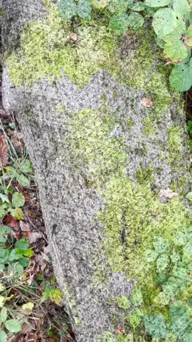 if only i’d said something earlier #lucy #foryou #pov #replication #viral 