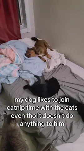 #dog #cat #dogsofttiktok  #catsoftiktok 
