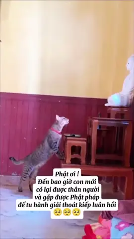 Khi Phật ở đời, thì con trầm luân. Phật diệt độ đến nay, con cũng vẫn còn trầm luân. Nam Mô Bổn Sư Thích Ca Mâu Ni Phật Nam Mô A Di Đà Phật🙏🙏🙏 #phapmontinhdo #niemphatvangsanh #phatphapnhiemmau #adidaphat #phattaitam 