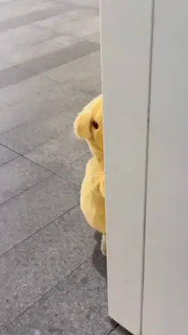 baby cute đây cô chú ơiiii 😊🥰🥰🥰#babytiktok #viaconcung #nhaviaembebubam #nhaviacoembe #xuhuongtiktok 