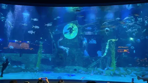 Cá ngược dòng cá vẫn phải bơi 🐠🐠#thuycung #lotteworld #xuhuong 