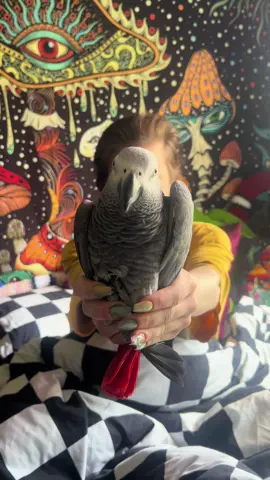 Mornings in bed doubles as target practice with this deadly weapon 🙂‍↕️🙂‍↕️ #africangrey #potatobird 