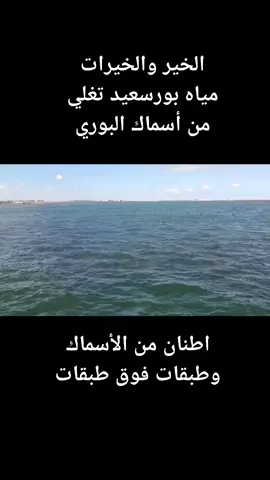 #أطنان من اسماك البوري تغزو بورسعيد  خير وخيرات للبشر والأسماك #بورفؤاد_بورسعيد #سمك_مشوي_بالفرن #الشعب_الصيني_ماله_حل😂😂 