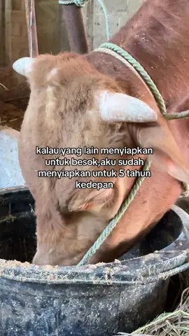 #tigaputrafarm 