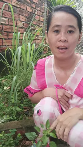 lăm ơi.kênh bối bối mẹ thảo á e chị nôi bà đứa á cưng 