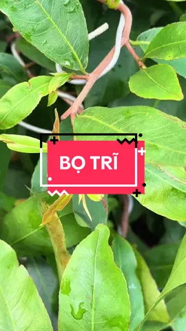 Trị Bọ Trĩ #vuabotri #botri #botrimaivang #dietbotri #chamsocmaivanh