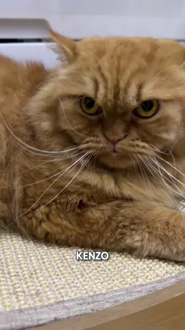 😾: Thank you acik ankel support Kenzo & adik beradik. Walaupun kami tak faham kenapa kena banyak followers..yang pasti cikda bagi makan sedap2! Kenzo bekerja tau! Buat review! Hehe keep on supporting us!  #kenzo #jibu #buma #kucing #cats 