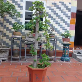 #duối_bonsai #câycảnh #bonsaimini #Duối #thịnhhành 