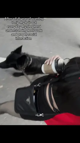 People always say owning a shepherd is hard. It certainly is, their intelligence is challenging and if you don’t give them the proper tools they will fail. I am so proud you can go to such a large events with me and be my companion. So many compliment and stories from fellow shepherds owning asking how I was able to get her so neutral. Secrete is she was like any other shepherd and there was day where she would throw a scene but in order her to give her all she needs I had to keep trying. At 7 weeks old when she came home I could spot the reactivity. She’s still a little unsure of the world but her confidence in herself and I have grown to a place where we learn to work through it together. Can’t wait for our next steps together. Hope training you to start tracking makes you happy and give you the outlet for that brain power. 