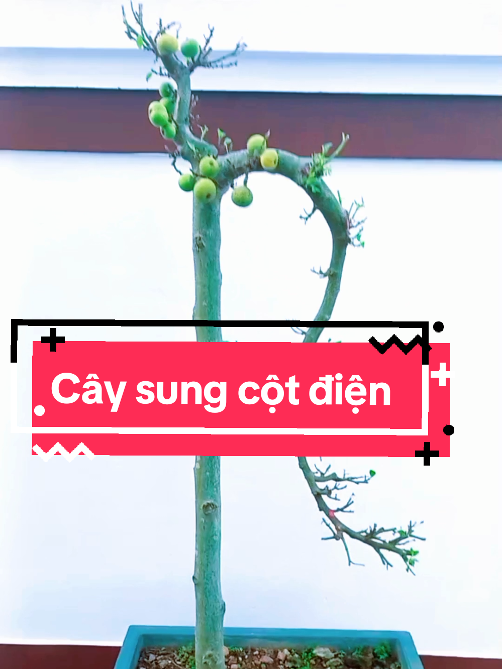 Thế cây cột điện ai cũng làm được#bonsai #bonsaivannhan #tranchien 