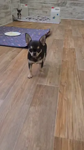 Meet our adorable Chihuahua babies — each one full of love, personality, and puppy charm! From smooth coats to long coats, every pup has their own sweet sparkle ✨ Whether you’re looking for a loyal little companion or a cuddle-sized best friend, these precious babies are ready to fill your home with joy and endless affection. They’ll stay small , making them perfect for apartment living or anyone wanting a tiny but mighty bundle of love. 🐶💞 #ChihuahuaPuppiesForAdoption #dogsofttiktok #PuppyLovers #AdoptDontShop #Fyp 