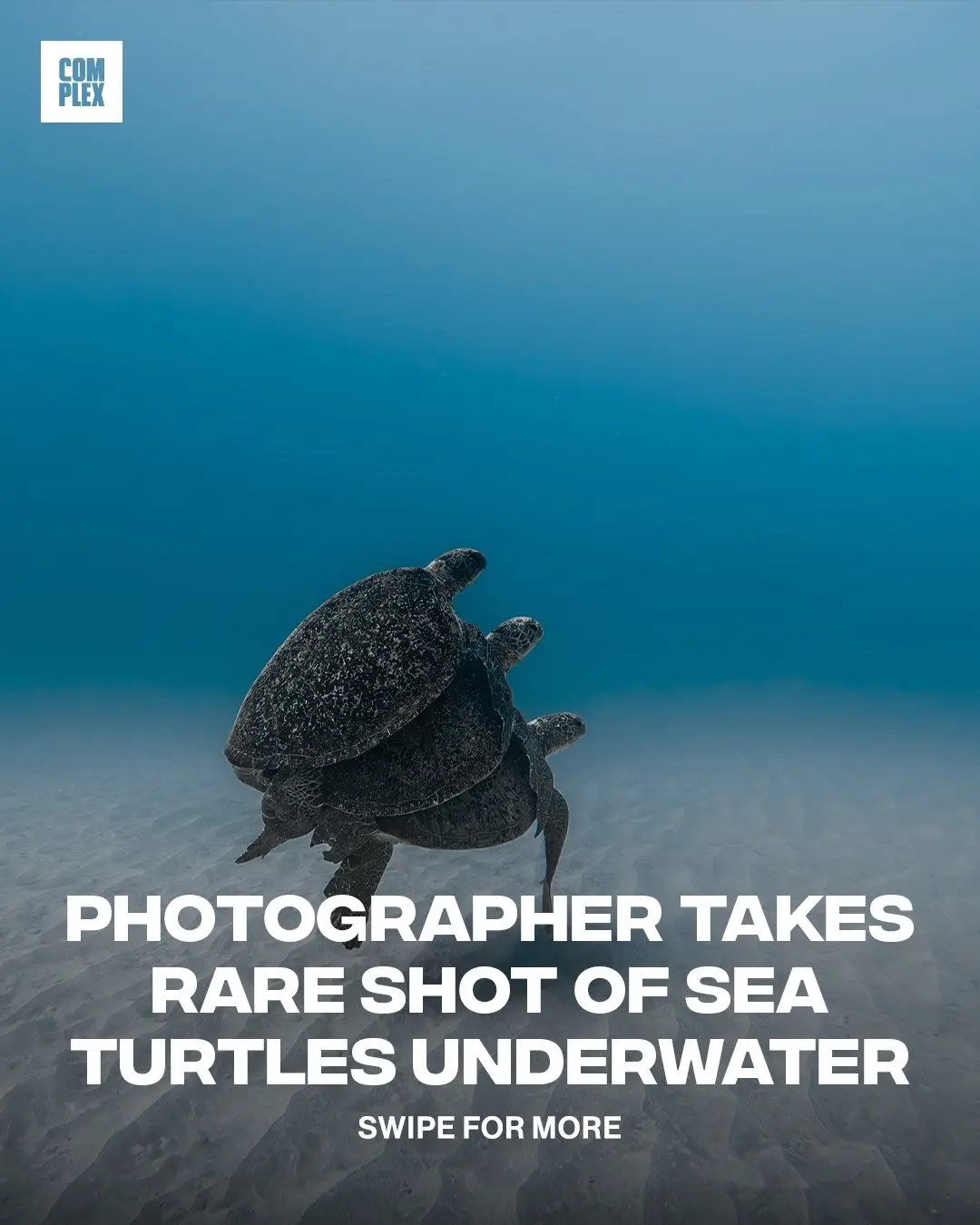 Photographer Luciano Morales captured this incredible shot of three sea turtles stacked on top of each other at Ningaloo Reef in Australia 🐢 