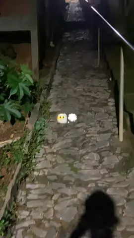 #pt #bravodakelson #kaioba #gotinha #fyp 