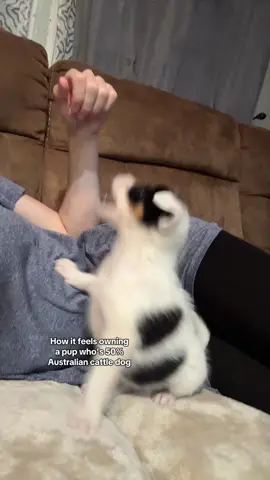 Before anyone comes for me yes I know it’s a HEELER THING. #blueheeler #bluey #fypシ 