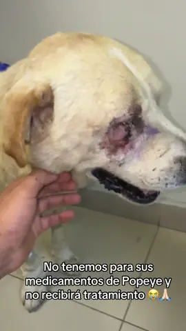 Popeye nos necesita #perritos #refugiodeanimales #perrosabandonados #perros #paratiiiiiiiiiiiiiiiiiiiiiiiiiiiiiii 