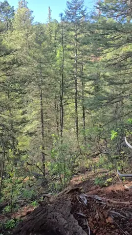 @Christian & Noah #3amkennels #upcloseoutdoorsllc #houndsman #treedandfreed #bluetick 