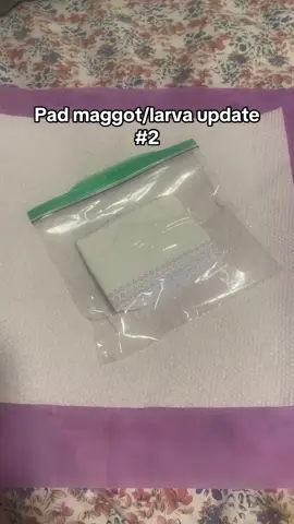 Pad maggot/larva update number ✌️: the update absolutely no one has asked for, but I was curious to how he was doing in the plastic bag. Still alive, getting darker and bigger. #maggot #fyp #alwayspads #ew 