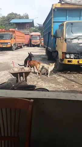 kenapa la harus di depan aku ... 🤦🏻😭 payah cakap la ini bang @tigan @tedy21060 @dendysaputra413 @ariel_6793 @🅈🅄🅂🅁🄸 𝔸𝕔𝕖𝕙 