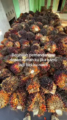 Bau brondolan😭#petanimuda #tokesawitmuda #sawitkalimantan #katakata 