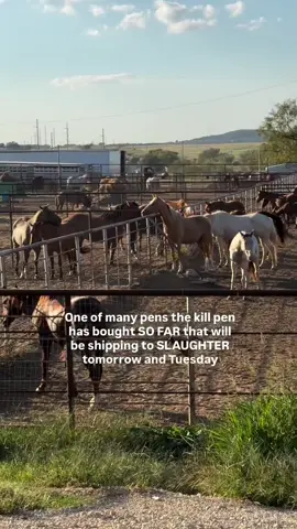 This is it for them.  They have already been bought by the slaughter exporter. THIS is what we fight to keep them from. When I think back to all the horses we have saved — whose lives have got to flourish— not just their spark coming back— but in exchange bringing sparks back in the humans lucky enough to meet and connect with them. Horses are pure magic. To meet them and know them is to understand and appreciate that. We can’t let them die. We can’t. Please help me get them BEFORE they end up in this pen. The time is NOW. ᴅ̲ᴏ̲ɴ̲ᴀ̲ᴛ̲ɪ̲ᴏ̲ɴ̲s̲ ̲ᴄ̲ᴀ̲ɴ̲ ̲ʙ̲ᴇ̲ ̲ᴍ̲ᴀ̲ᴅ̲ᴇ̲ ̲ᴠ̲ɪ̲ᴀ̲:̲links in bio#AnimalRescue #endhorseslaughternow #adoptdontshop #savinglives #❌Auction 