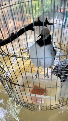 Sáng sớm có kèo