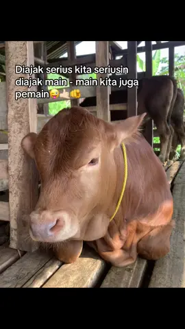 Tinggal pilih menu kami siap melayani”#peternaksapiindonesia #fratafarm #peternakmuda #calonsapijumbo 