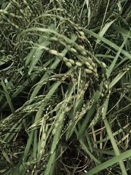 phần 2: 。如果一切如你所愿那么这样的生活就太轻松了。 - Nếu cái gì cũng như ý mình muốn Thì cuộc sống này đã quá dễ dâng rồi..! #tamtrang #bannhacbuonbb #xuhuong #TikTokAwardsVN .