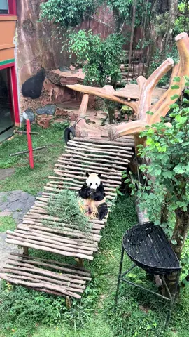 Panda #panda #fyppppppppppppppppppppppp #fypviralシ #tamansafari #hewanlucu 