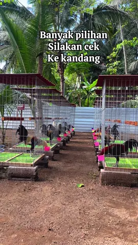 Mampir semeton🙏#RLGF #ayamfilipin🇵🇭 #hobyayam #fyppppppppppppppppppppppp #peternakmuda 