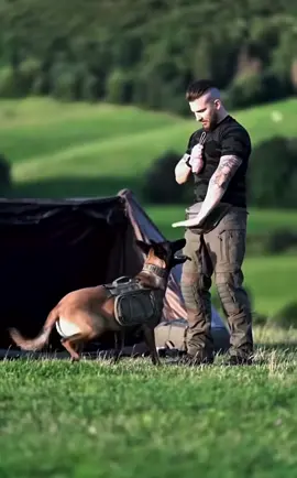 Dogs training of malinois#k9tranier #handler #dogstraning #viralvideo #fyp 