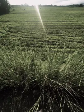 愛就是這樣。 「愛讓我們的心迷失，那些甜蜜的瞬間隨著時間的流逝而消逝。我曾相信愛是永恆的，但如今看來，它只是生命中的一瞬，短暫而脆弱。我愛過，我期盼過，但那愛就像雲朵，在我們再也無法相見時消散。tình yêu là. 