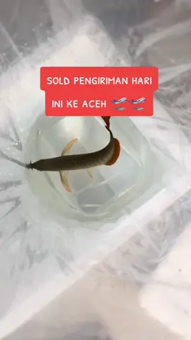 #ikanarwanasuperred #arowanasuperred #ikanpredator #arowanamalaysia #4upage 