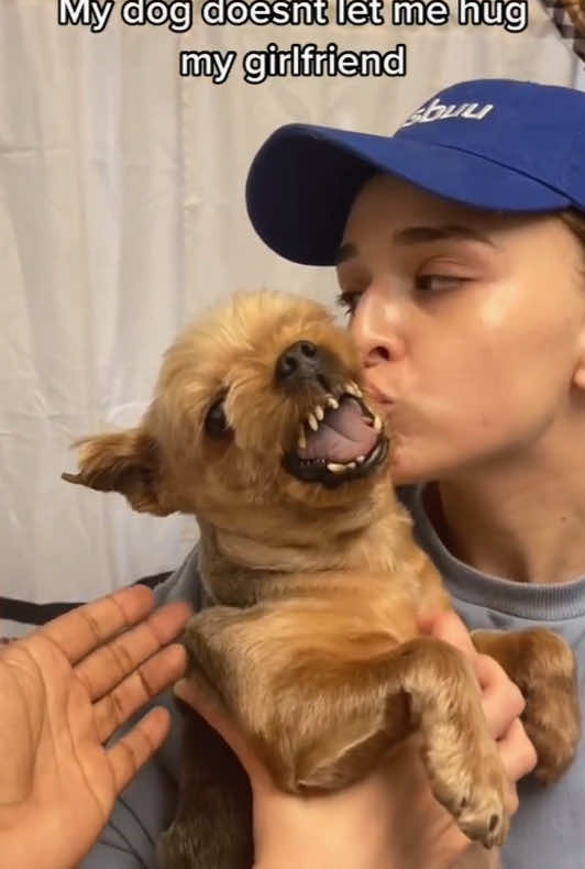 Dogs have different attitudes towards male and female owners. #dog #funny #dogsoftiktok #cutedog #tiktok 