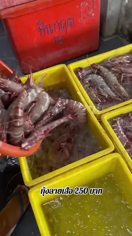 #กุ้งลายเสือ #จัดส่งทั่วประเทศไทย🇹🇭 