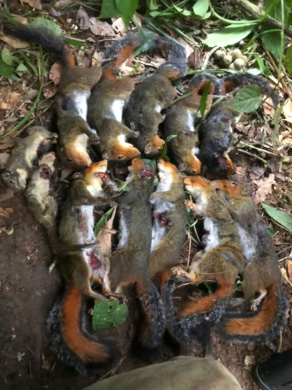 cảm giác lạ .... bữa sáng của ae ....#TikTokAwardsVN #xuhuongtiktok #datbay #dirung 