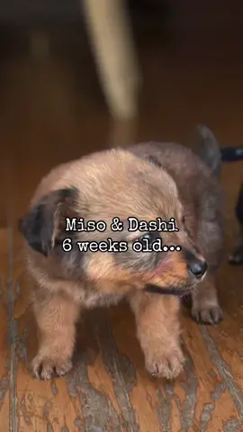 #fyp #puppiesoftiktok #cutepuppy #funny #foryoupage Meet Dashi & Miso abandoned in a park at 6weeks old. 5 weeks later they are thriving! Happy, healthy, smart and ready to adopt! want to adopt a puppy and live in the St. louis area, apply on our website luckychancerescue.com you know where to find the link 👉🏻@LynnW @Amy Hobbs @kansasgrad 