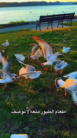 #feeding #birds #newyork #usa#yemen