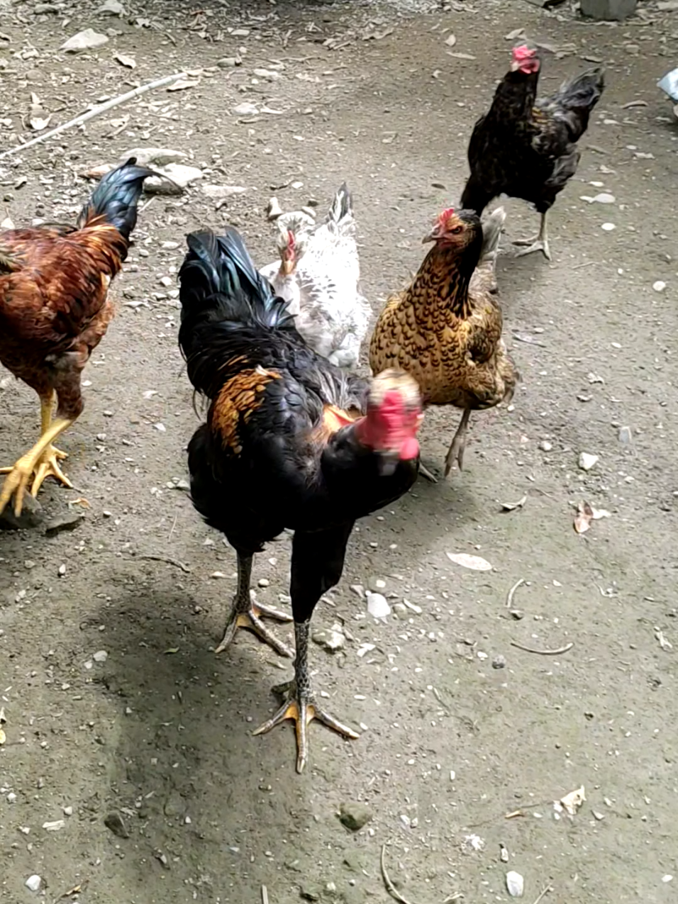 Un dia en mi ranchito Ellas creen que andan en concierto de ópera #gallinas #gallinasfelices #gallinasponedoras #muranchito @destacados 