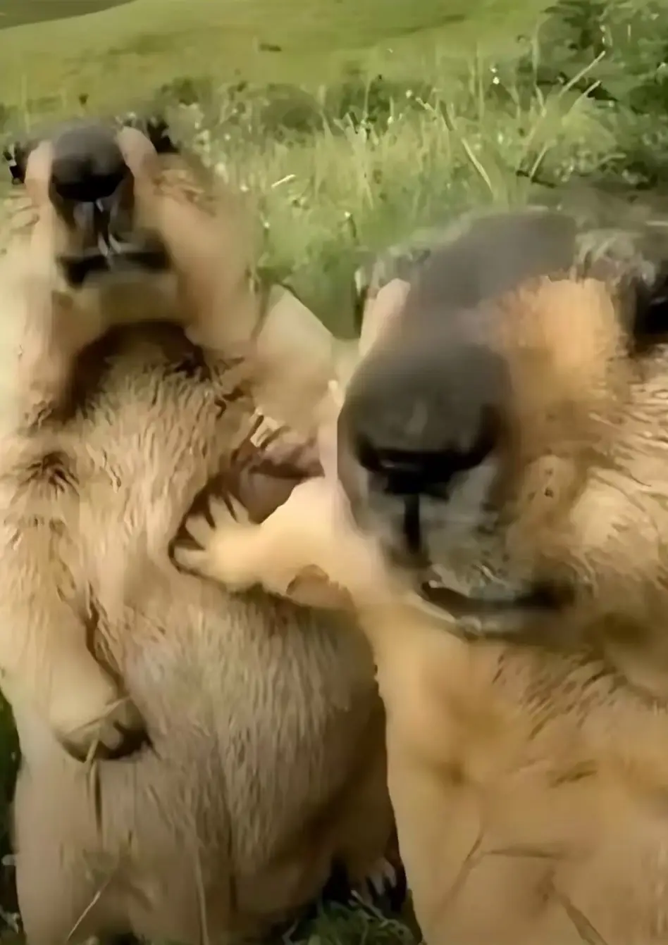 #fyp #art #anime #animegirl 