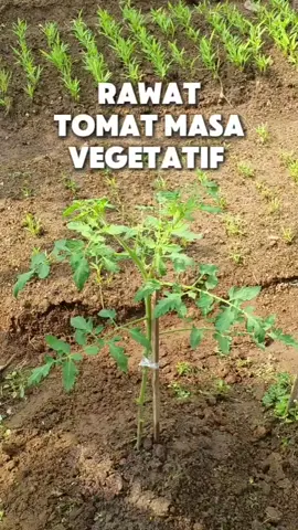 Caraku merawat tomat dimasa vegetatif 🍅🍅 #tipsberkebun #tomat #hobiberkebun #berkebundirumah #villagegrown 