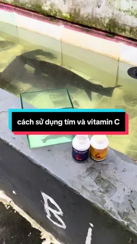 cách sử dụng tím trị nấm và phòng bệnh, liều lượng và cách sử dụng #casanmoi #cachoibin #casauhoatien #sanmoicongdong #cathuysinh 